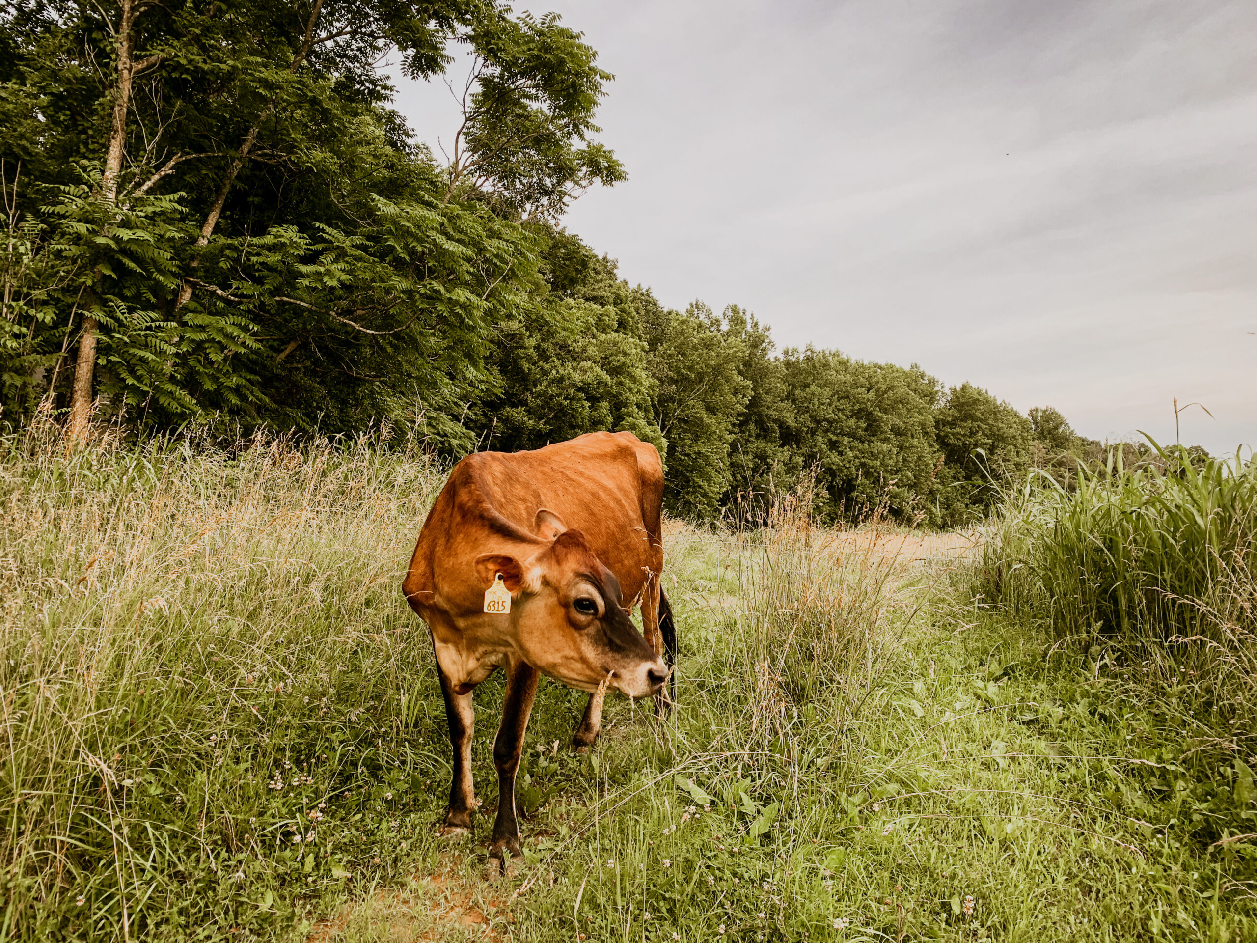 WHY FEED GRAIN TO DAIRY COWS?