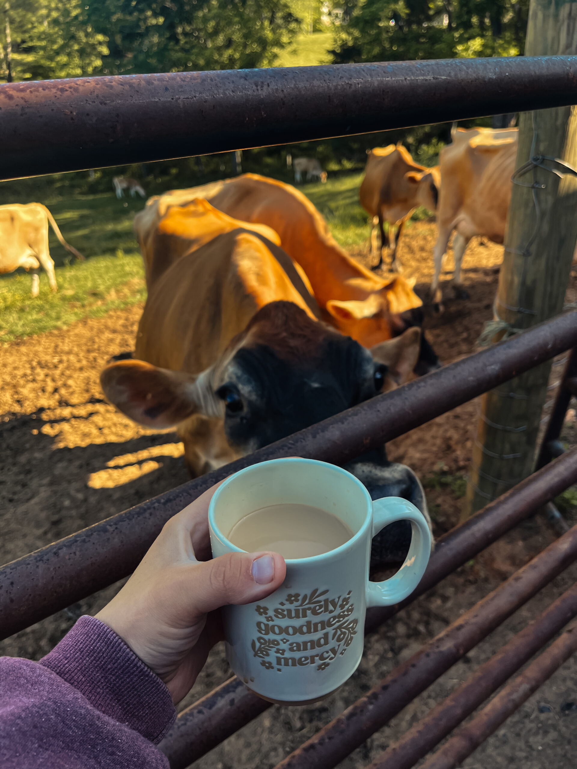 What Owning a Family Milk Cow is Really Like (The Honest Version)